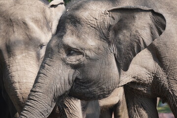 elephant standing in a shaded outdoor enclosure, with another elephant partially visible behind it.
