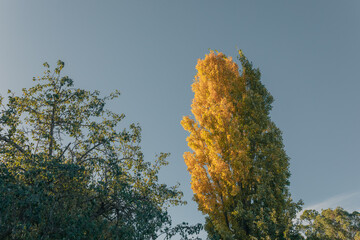First signs of autumn as poplar tree leaves begin to turn yellow