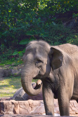 elephant standing in a shaded outdoor enclosure, with another elephant partially visible behind it.