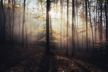 Misty beech forest in November. Taken in Biedenkopf, Germany.