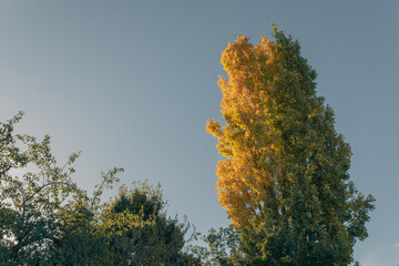 First signs of autumn as poplar tree leaves begin to turn yellow with copy space