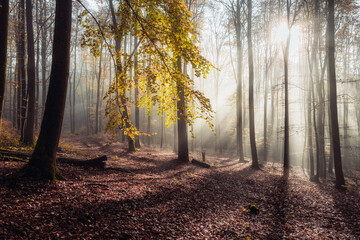 German beech forest in November with last hints of foliage. Taken in Biedenkopf, Germany.