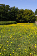 Obraz premium Blooming yellow wildflower meadow on a sunny summer day. Natural countryside landscape with green trees and blue sky. Perfect for seasonal, eco, travel, or nature-themed content.