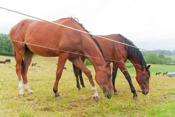 Fototapeta premium Two Horses Grazing in a Lush Green Meadow in Rossdorf Germany