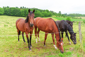 Obraz premium Tranquil Scene of Horses Grazing in a Lush Green Field