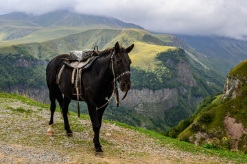 A black saddled horse stands on the hill, near Gudauri, Georgia. Historically, horses were vital...