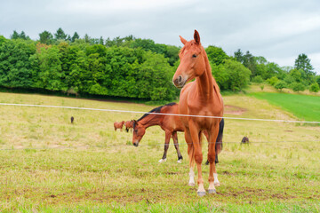Obraz premium Serene Pastoral Scene with Horses Grazing on a Cloudy Day