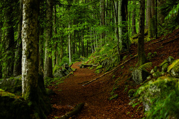 Fototapeta premium Wildnispfad