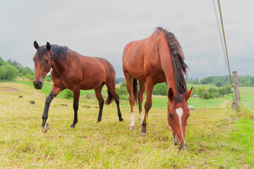 Obraz premium Two Brown Horses Grazing on Lush Green Grass in Rossdorf Germany