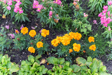French marigolds and snapdragons growing in garden flowerbed