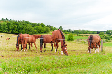 Obraz premium Herd Of Horses Grazing In A Lush Green Meadow