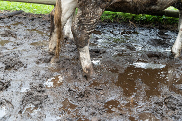 Cow standing in mud in a pasture creating footprints