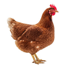 Fototapeta premium Ultra-realistic photograph of a healthy adult Rhode Island Red hen with rich reddish-brown feathers, prominent red comb and wattle, standing still in full side profile on a seamless transparent