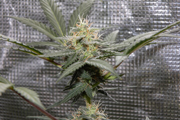 Close-up of a cannabis plant in bloom, showing trichomes and pistils in detail. Marijuana flower in...