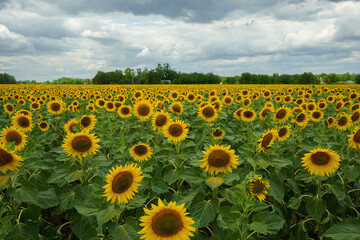 Fototapeta premium Sunflower field. Sunflowers