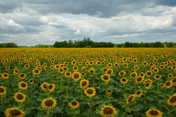 Sunflower field. Sunflowers