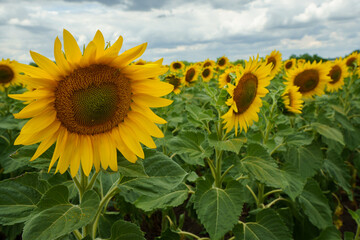 Sunflower field. Sunflowers