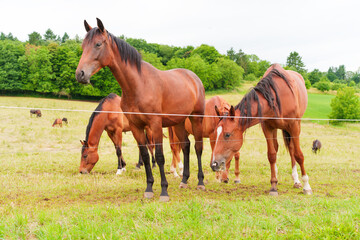 Fototapeta premium Majestic Horses Grazing in Lush Green Pastures of Rossdorf, Germany