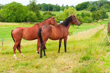 Obraz premium Two Brown Horses Standing in a Lush Green Pasture in Rossdorf Germany