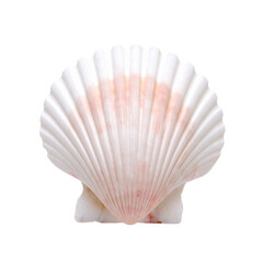 Fototapeta premium Seashell isolated on a transparent background; PNG