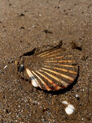 sea shell