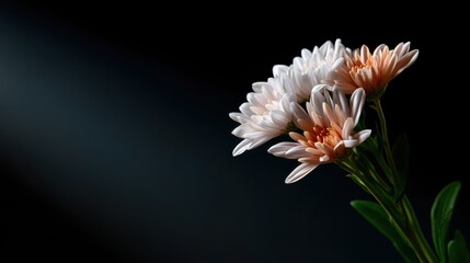 Close-up of light pink chrysanthemums with dark blue background