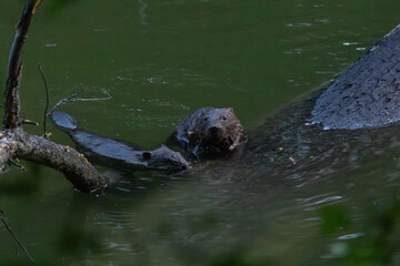 Obraz premium beaver siblings on a tree and in the water
