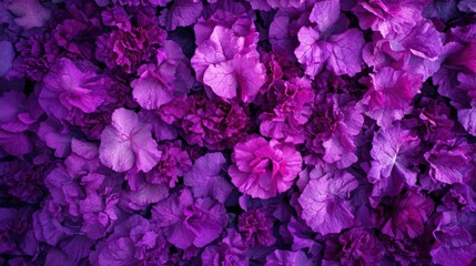 Obraz premium Purple Flower Bloom Background.