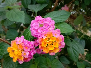 Lantana camara is a type of flowering plant from the Verbenaceae family. It's a beautiful flower.