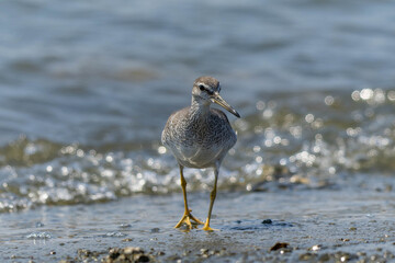 ゆっくり歩くキアシシギ