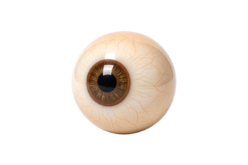 Detailed anatomical human eyeball model with brown iris and visible blood vessel networks, isolated on a transparent background