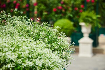 A flowering plant with small white petals.