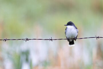 Eastern Kingbird