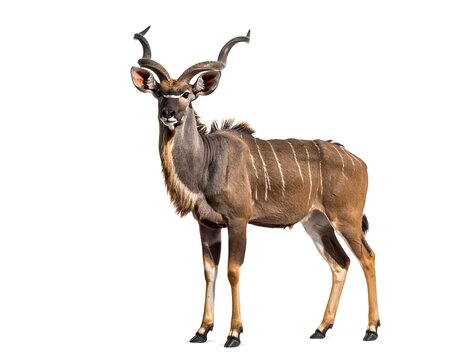 Antelope with large horns