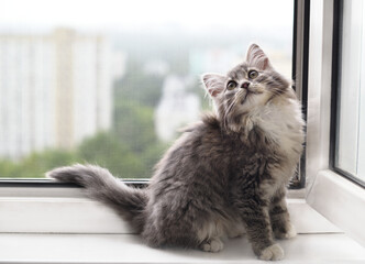 Little kitten sitting near open window on high floor with safety net