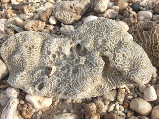 coral reef on the beach top view images