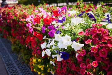 A flowering petunia plant of various colors in a flower bed. Close-up