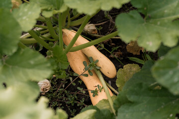 Growing Butternut Squash in Garden: Organic Vegetables, Rich Autumn Colors, Green Leaves, Soil...