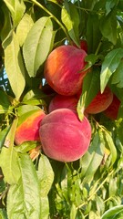 Close-up of Ripe Peaches Growing on a Tree Branch. Summer Harvest in a Sunny Garden