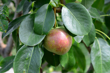 a close up Ripe Pear on Branch with Green Leaves