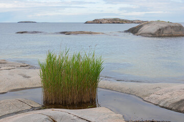 A peaceful coastal scene from a Finnish archipelago with grass, sea, and granite rocks. Protecting...
