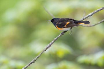 American Redstart