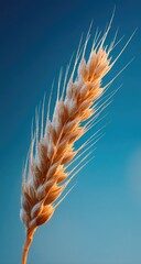 Close-up of a single wheat ear against a vibrant blue sky (1)