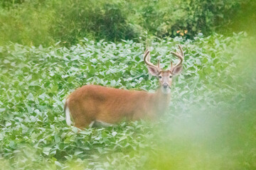 deer in the forest