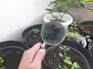 young plant in hands with magnifying glass