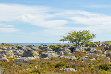 Scattered glacial stones on Jurmo Island, Finland, tell the story of ancient ice age retreat. The raw, untouched landscape reflects natural history, geological processes, and Nordic island wilderness
