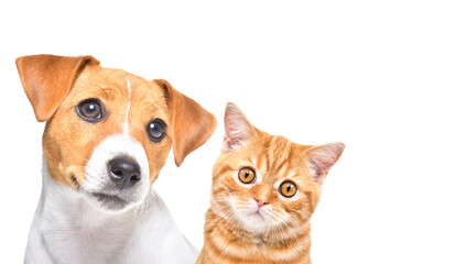 Portrait of pretty Jack Russell Terrier puppy and a kitten Scottish Straight, closeup, isolated on...