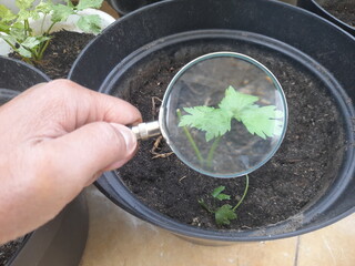 Exploration tool in hand to zoom the plant