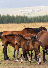 Horses grazing in an open field, stallion, mare and colt.