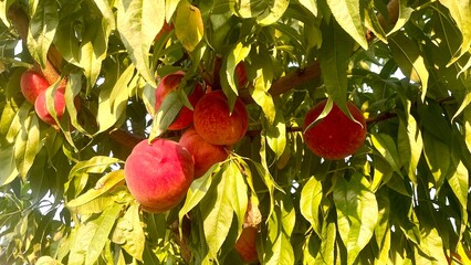 Ripe peaches on tree branch